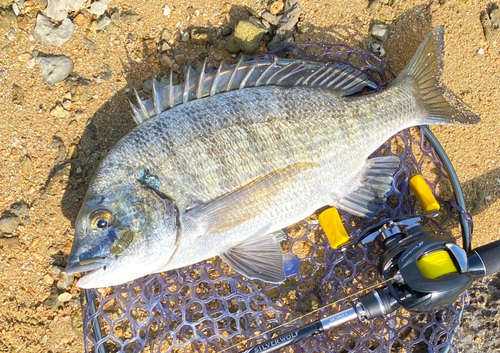 ミナミクロダイの釣果