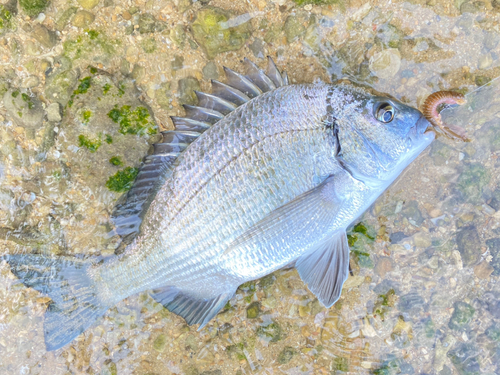 ミナミクロダイの釣果