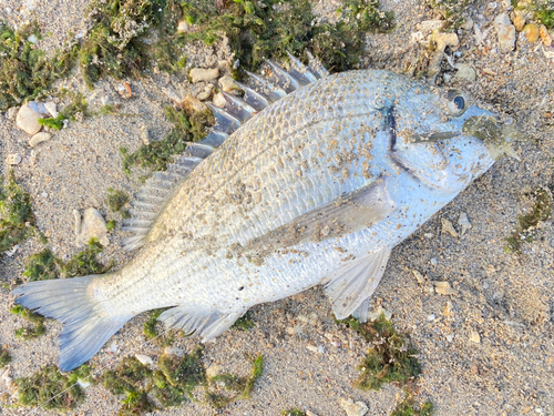 ミナミクロダイの釣果