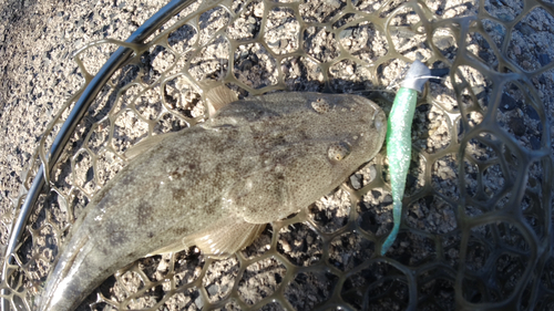 マゴチの釣果