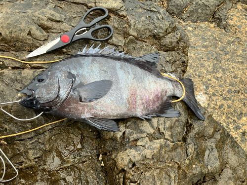 イシダイの釣果