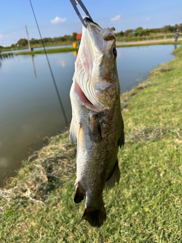 バラマンディの釣果