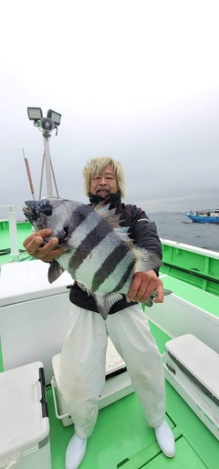 イシダイの釣果