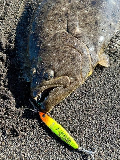 ヒラメの釣果