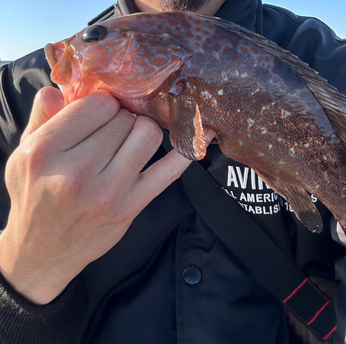 キジハタの釣果