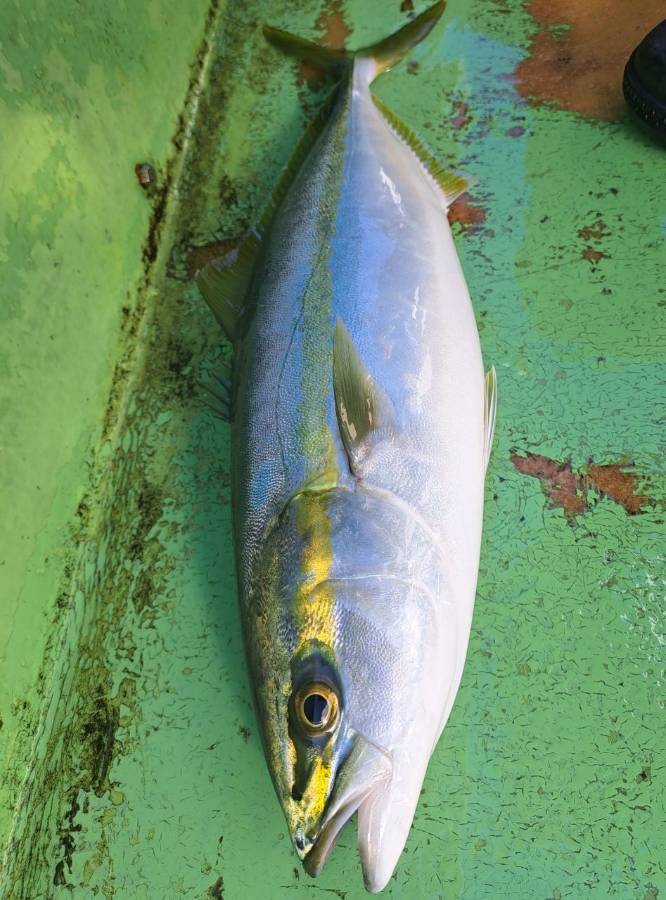 畑のanglerさんの釣果 2枚目の画像