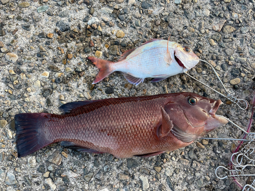 コブダイの釣果