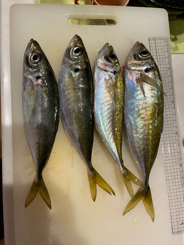 アジの釣果