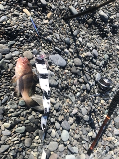 オオモンハタの釣果