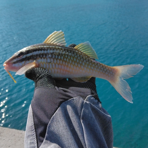 ミナベヒメジの釣果