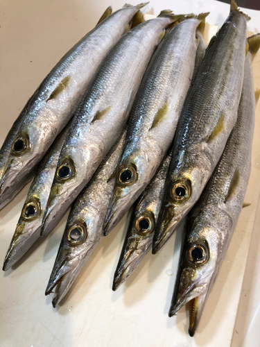 カマスの釣果