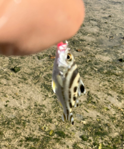 コトヒキの釣果