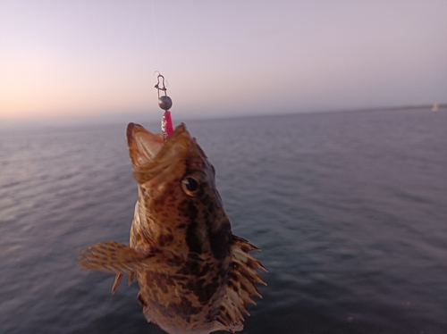 タケノコメバルの釣果