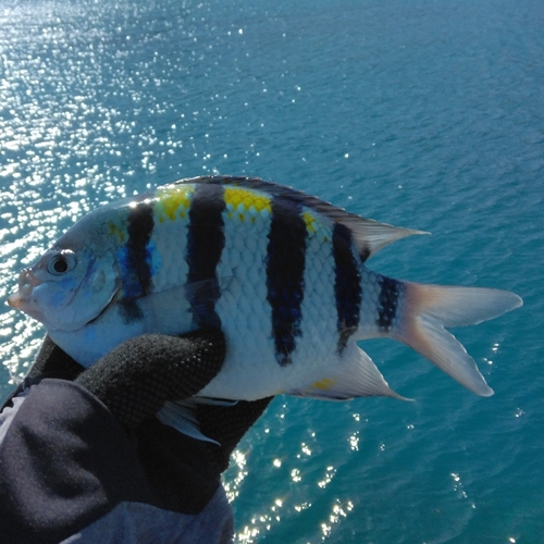 オヤビッチャの釣果