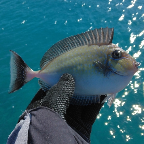 テングハギの釣果