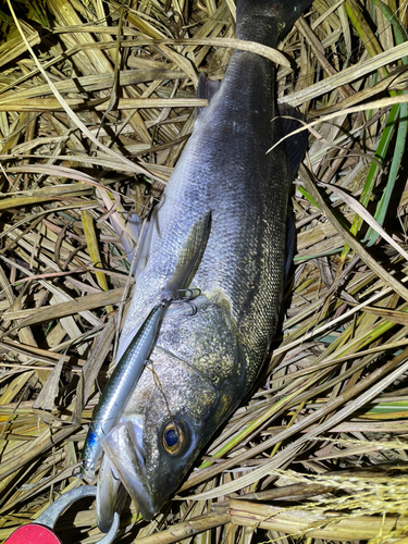 スズキの釣果