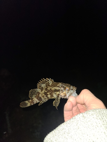 タケノコメバルの釣果