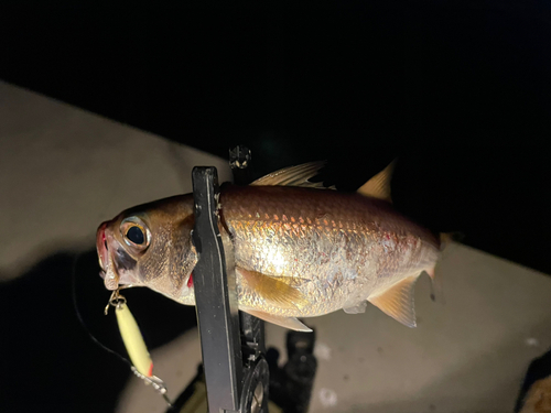 ムツの釣果