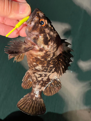 ムラソイの釣果