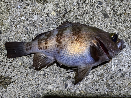 メバルの釣果