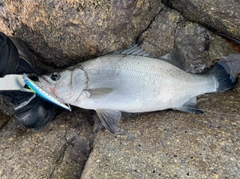 ヒラスズキの釣果