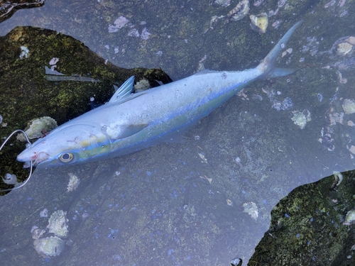 ツムブリの釣果