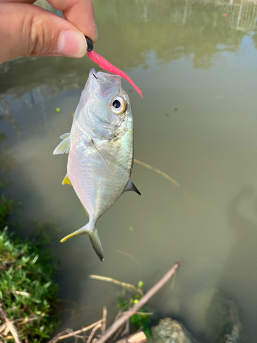 メッキの釣果