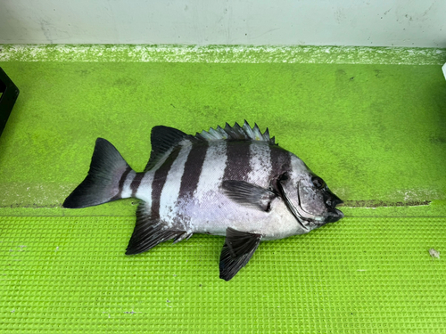 イシダイの釣果