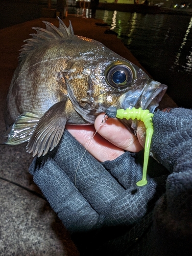 シロメバルの釣果