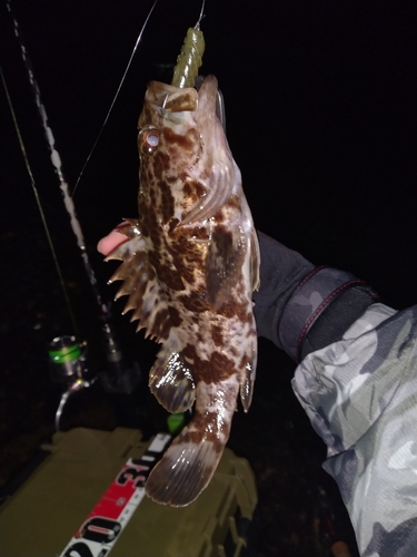 タケノコメバルの釣果