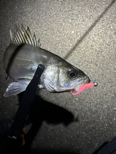 セイゴ（マルスズキ）の釣果