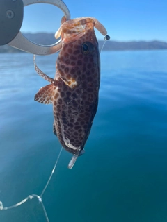 アカハタの釣果