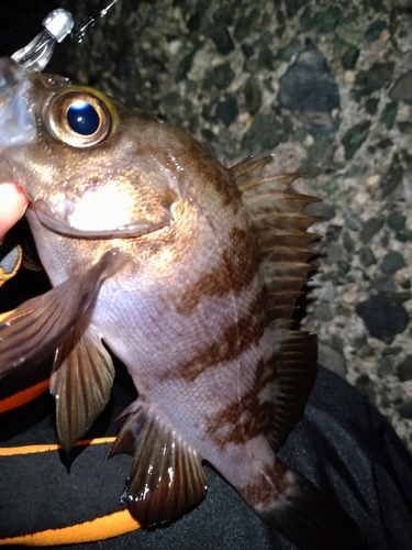 メバルの釣果