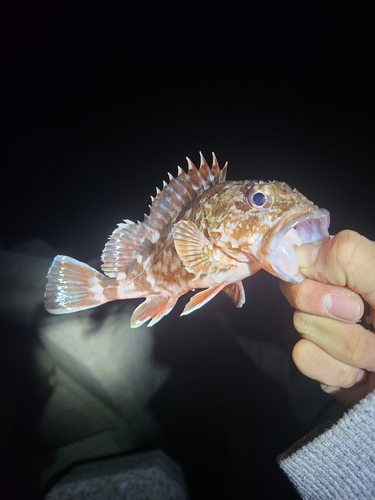 アラカブの釣果