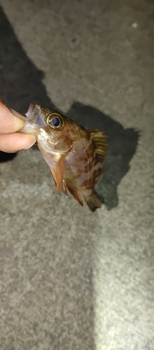 シロメバルの釣果