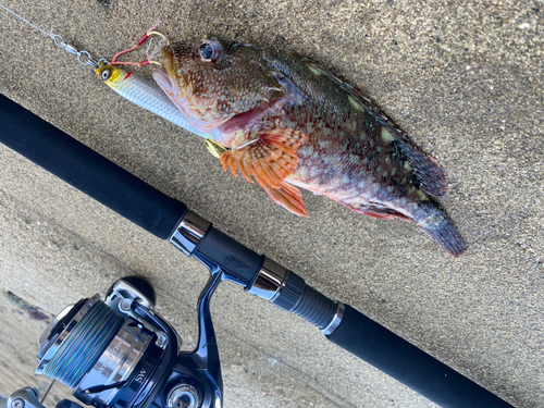 アラカブの釣果