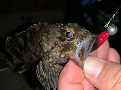 タケノコメバルの釣果