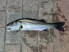 シーバスの釣果