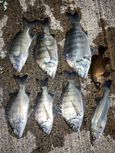 チヌの釣果