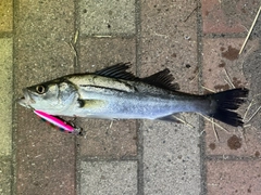 シーバスの釣果