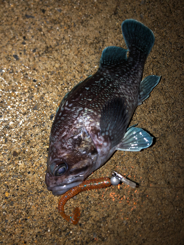 マゾイの釣果