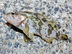 タケノコメバルの釣果