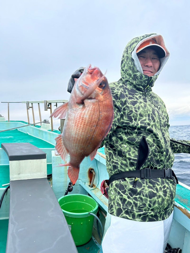 マダイの釣果