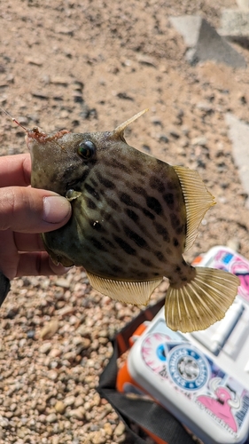 カワハギの釣果