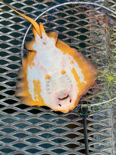 アカエイの釣果