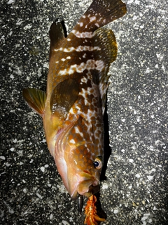 アコウの釣果