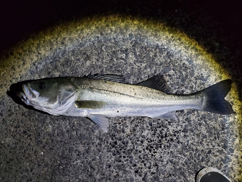 スズキの釣果