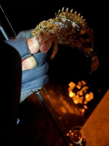 メバルの釣果