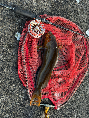 アイナメの釣果