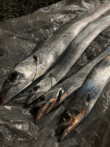 タチウオの釣果